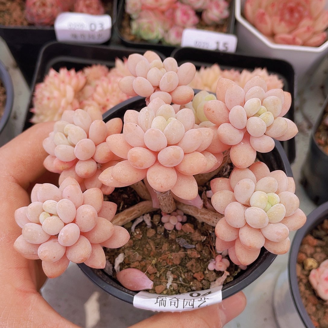 000000000000004量拍