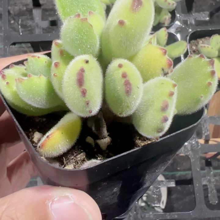 熊童子精品多肉植物