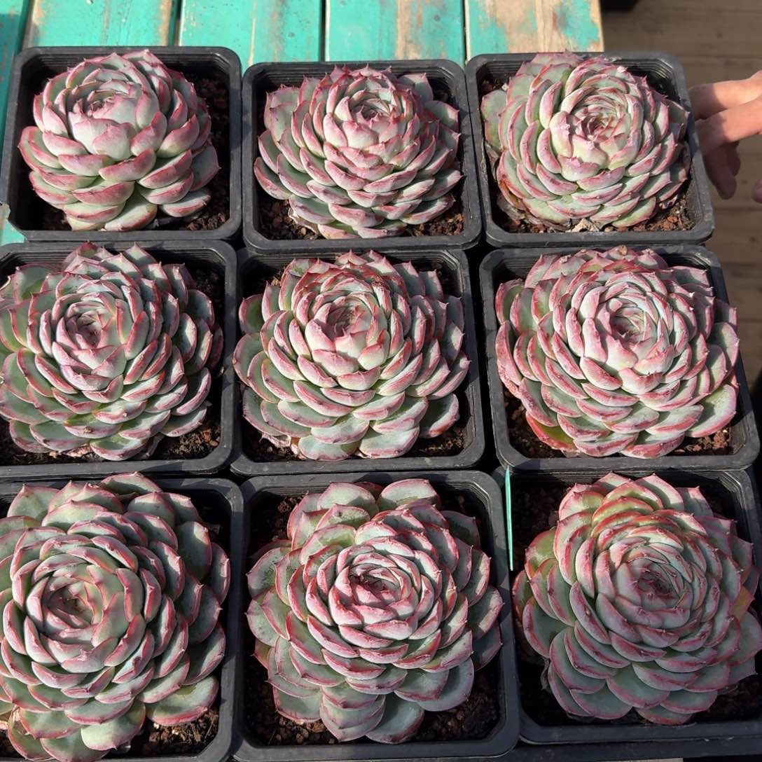 从前慢多肉精选编号1127.单头侧影