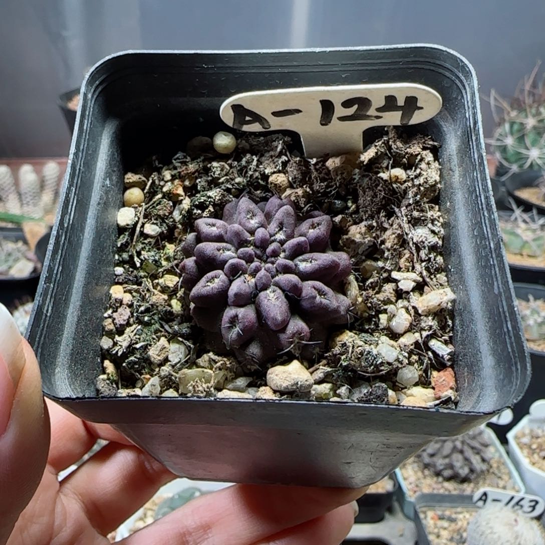 实生雷头玉多肉3.2