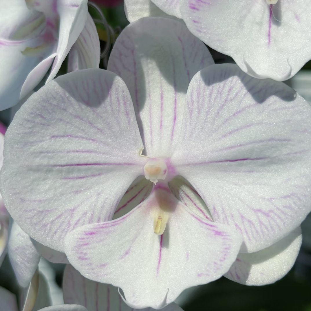 蝴蝶兰盆栽室内兰花盆栽兰花欧品气质园艺大花【曼塔安汶】3.5梗苗