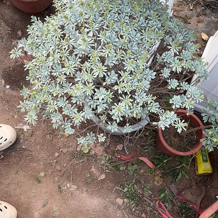 我***德无花朵哈哈哈哈哈