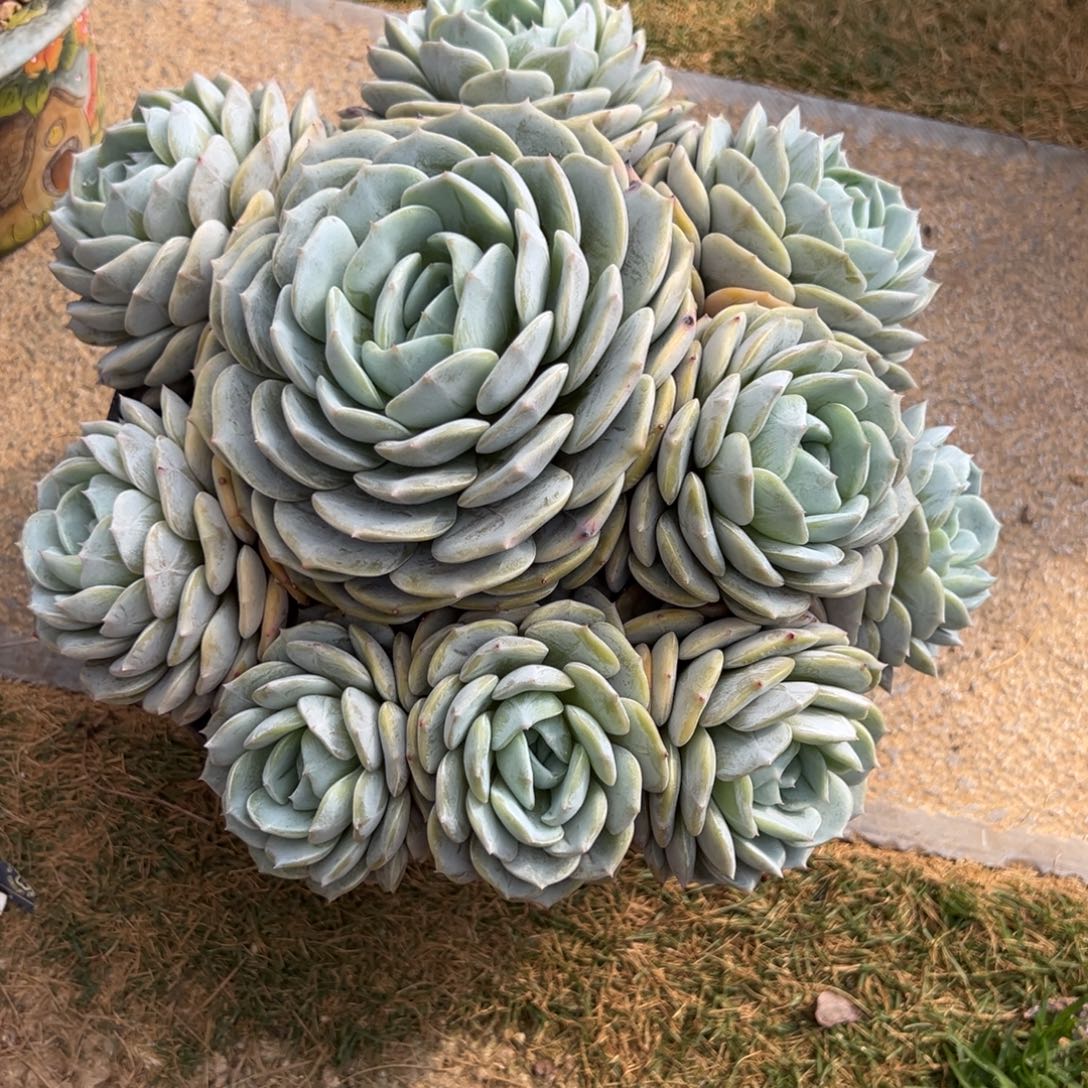 子***妈劳林多肉一物一拍