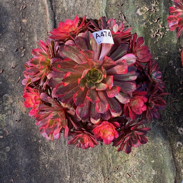 烟花多肉植物474