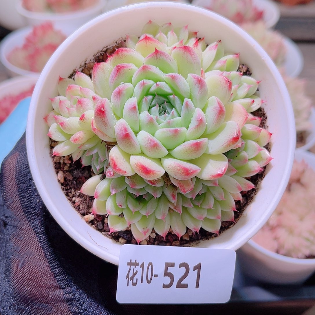 花利美10-521海王