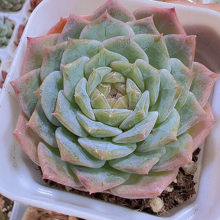 纯爱19包邮多肉植物