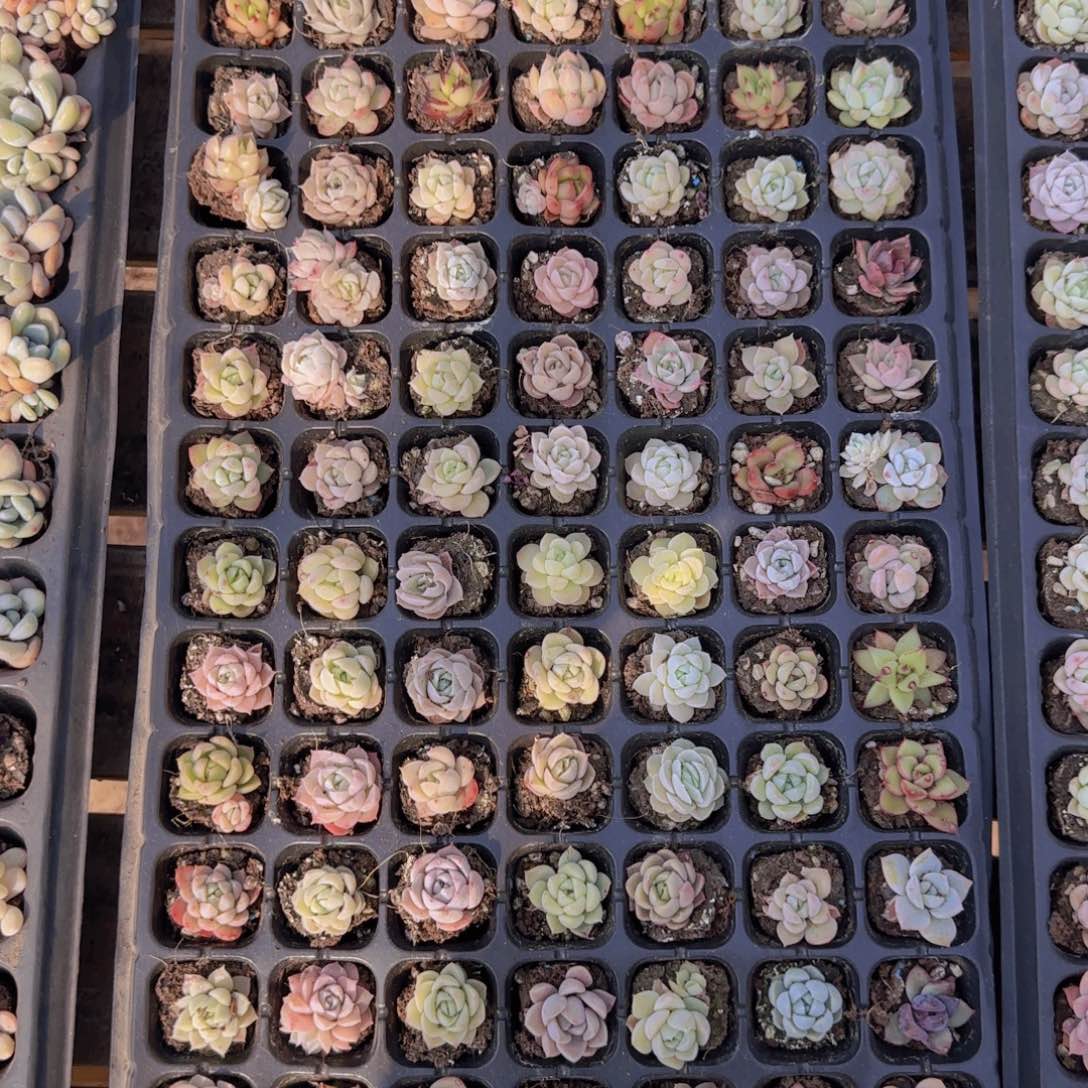 直播一物一拍多肉10