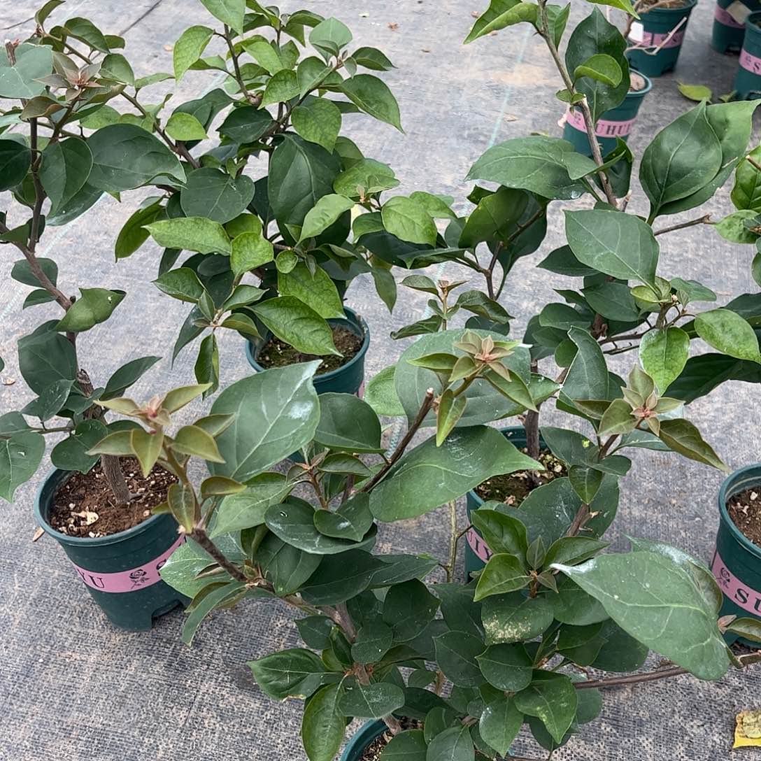 当前无花栽培后可以开花【凤凰一颗】随机发货福利款不售后