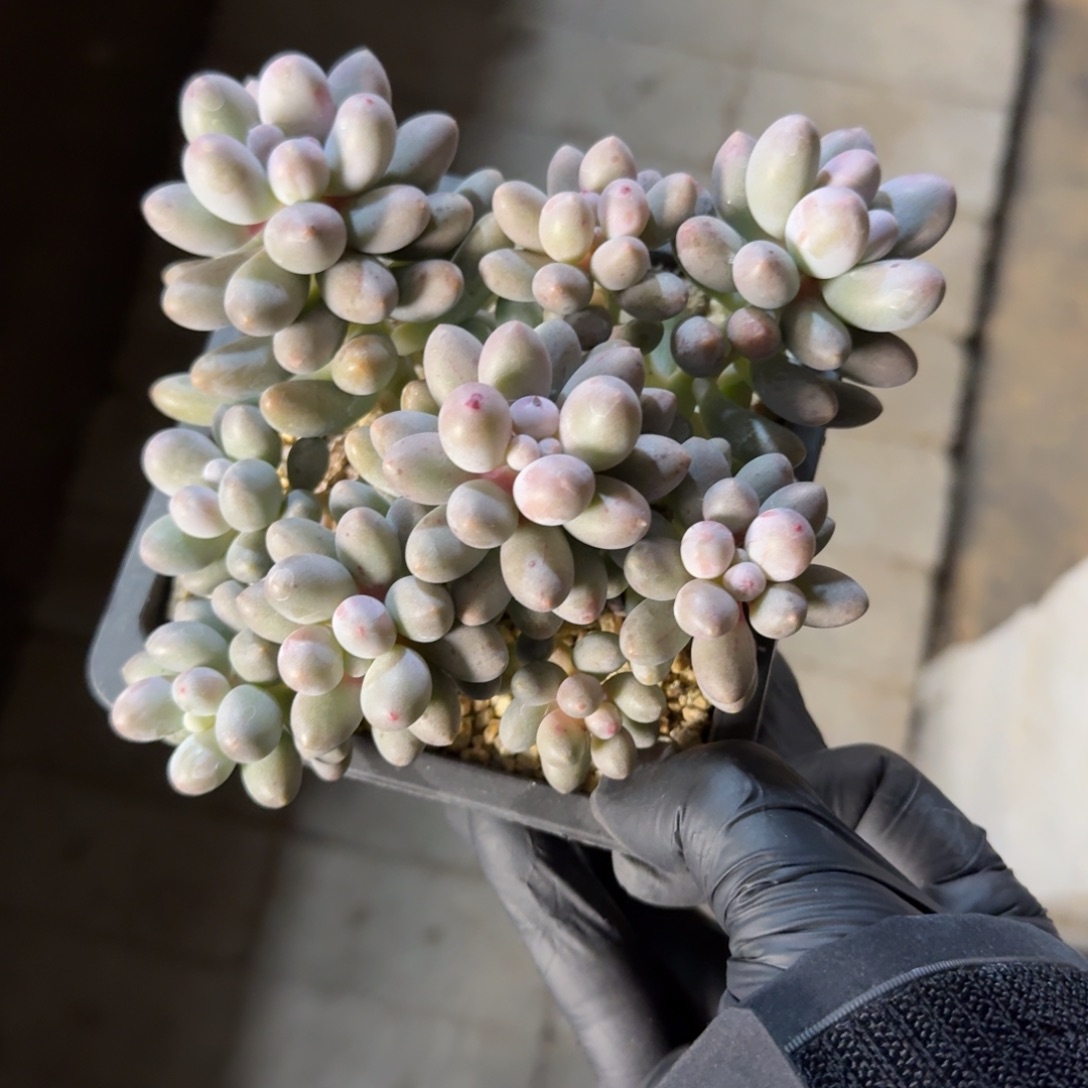 桃花奶5555555555555