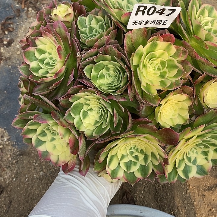 多肉植物海仙047多肉