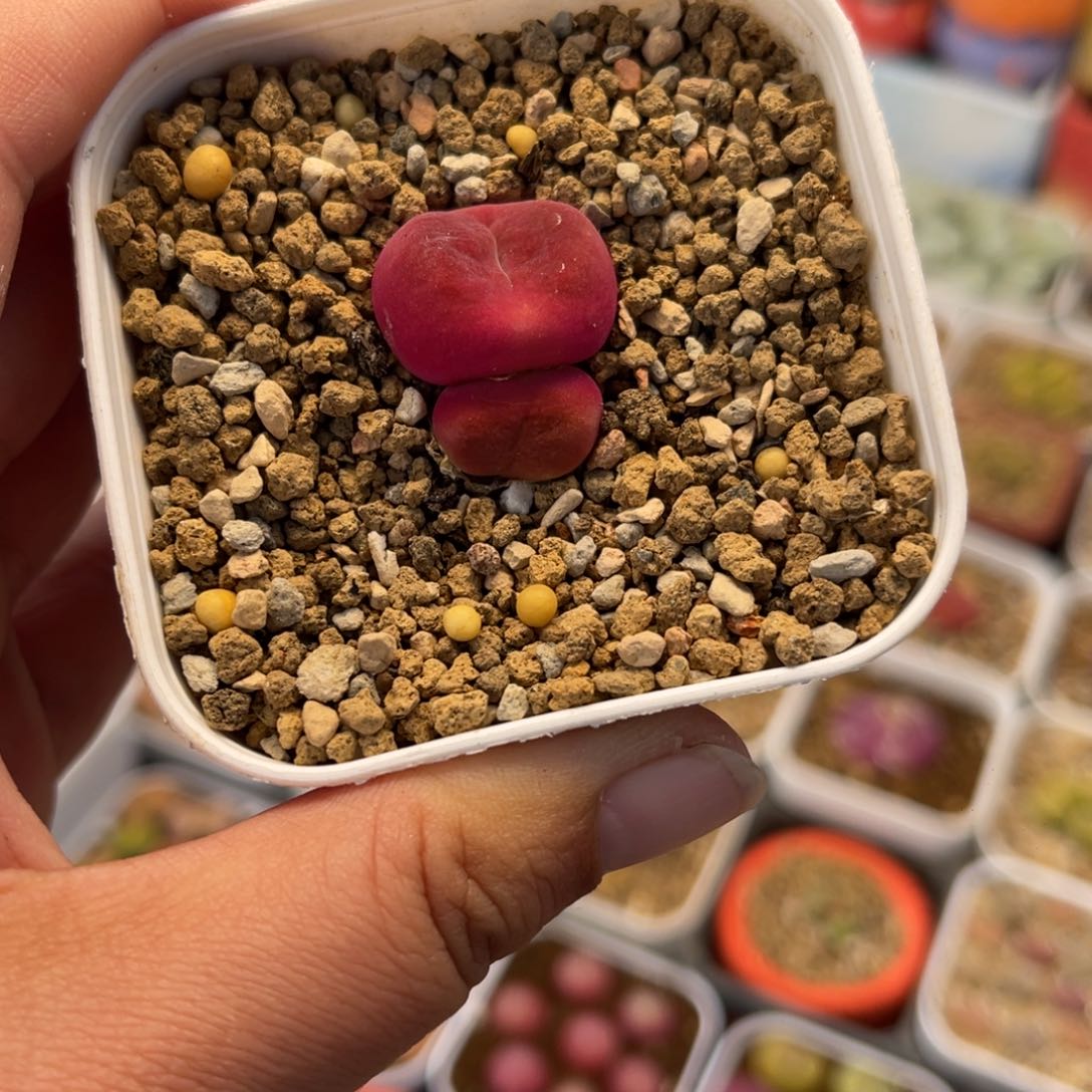852多肉植物百科