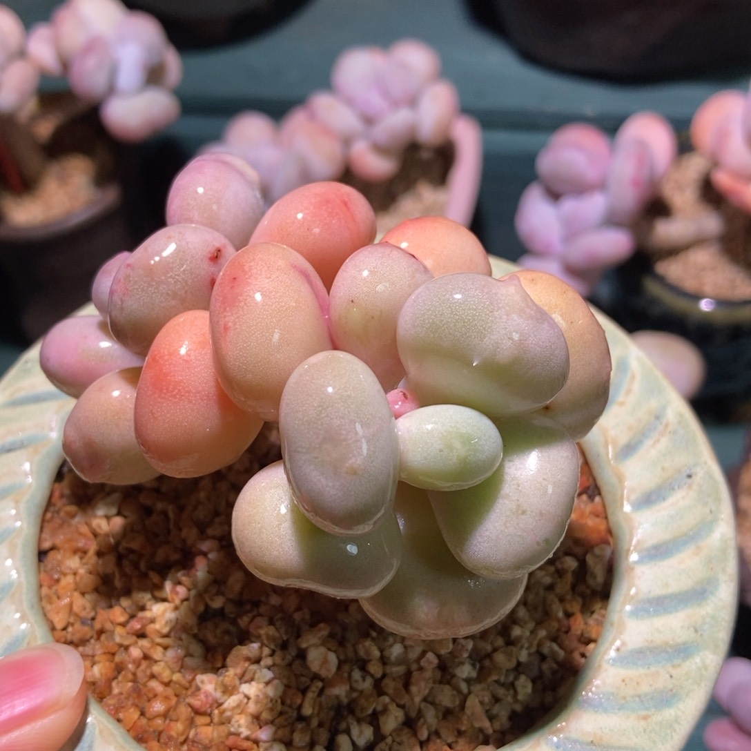 燕子油煎丸子专拍