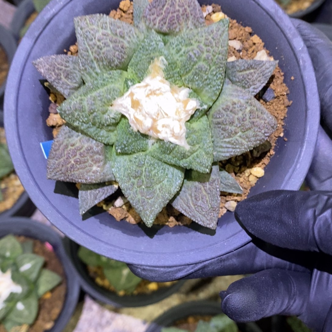 实生紫肌龟甲牡丹9cm