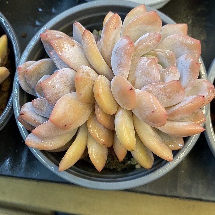 双头橙梦露 两颗         