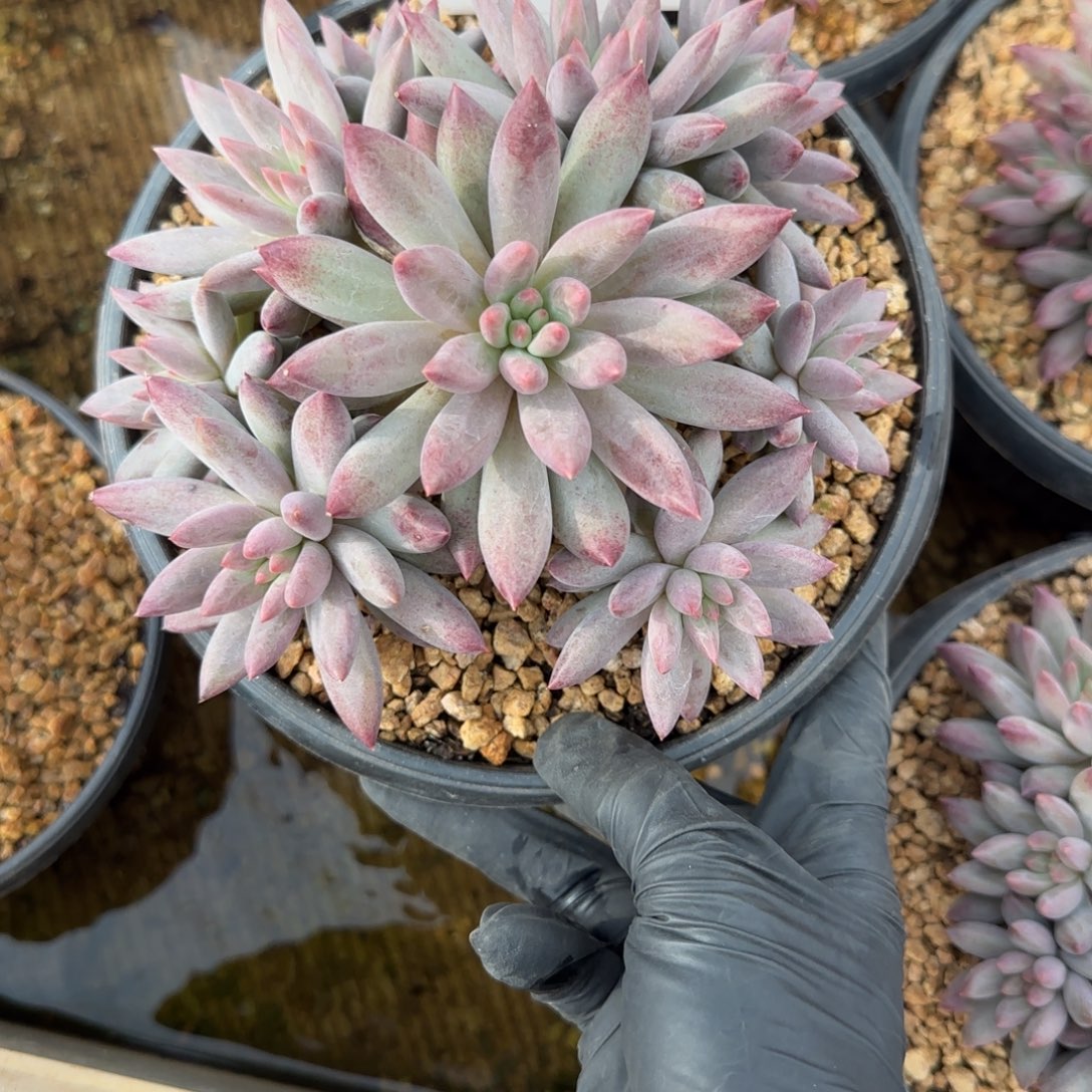 笨***86005。          车厘子手捧群