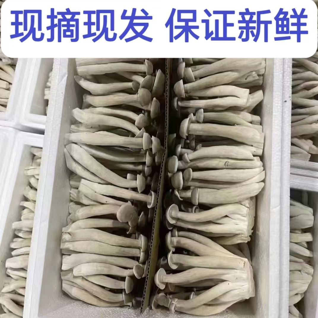 新鲜鹿茸菇新鲜现采顺丰包邮紧实鲜香高端食材煲汤炒菜素食