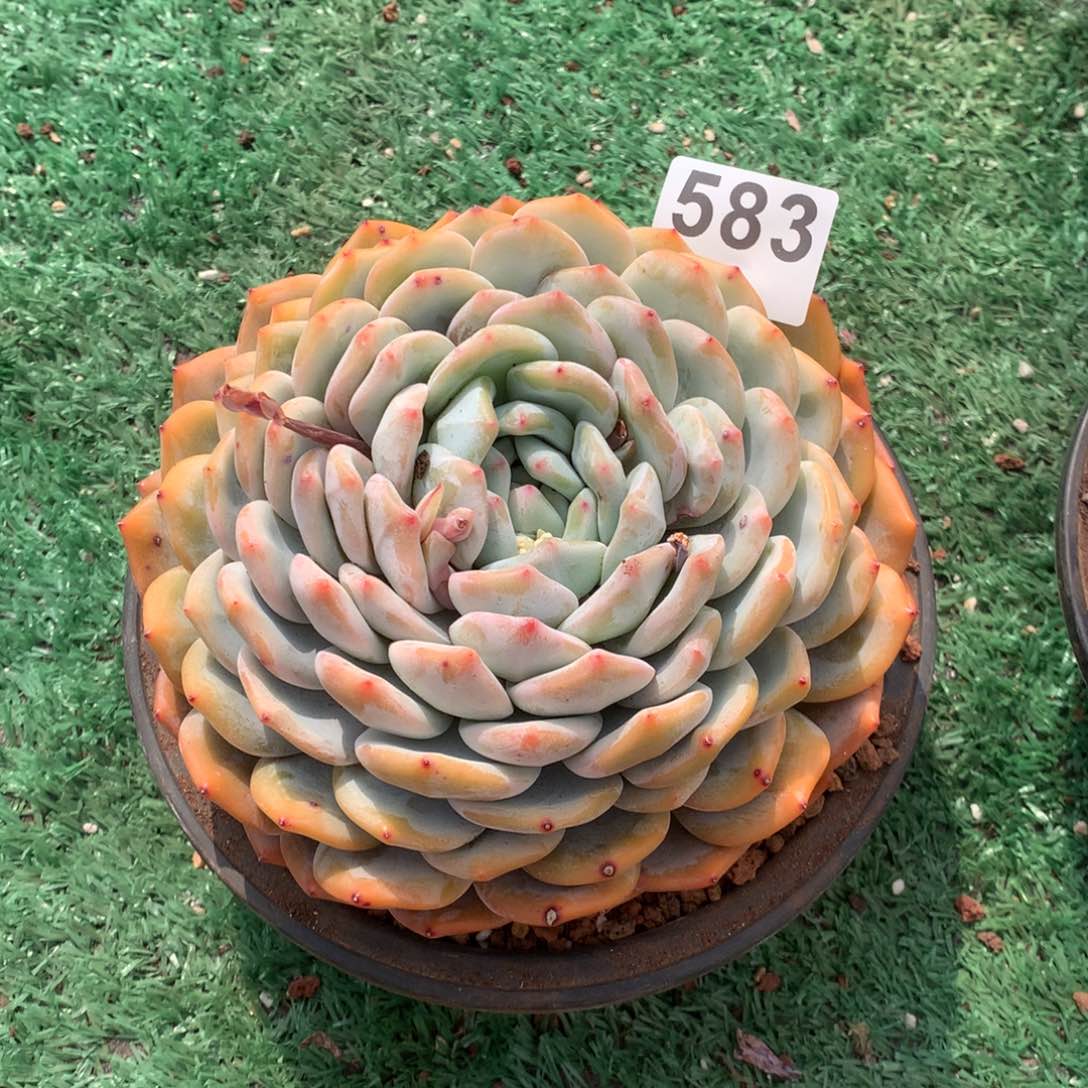 583橙子多肉植物