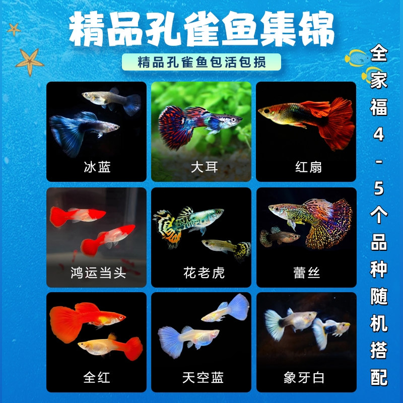 精品孔雀鱼新手必入热带鱼小型观赏鱼活体好养耐活宠物鱼