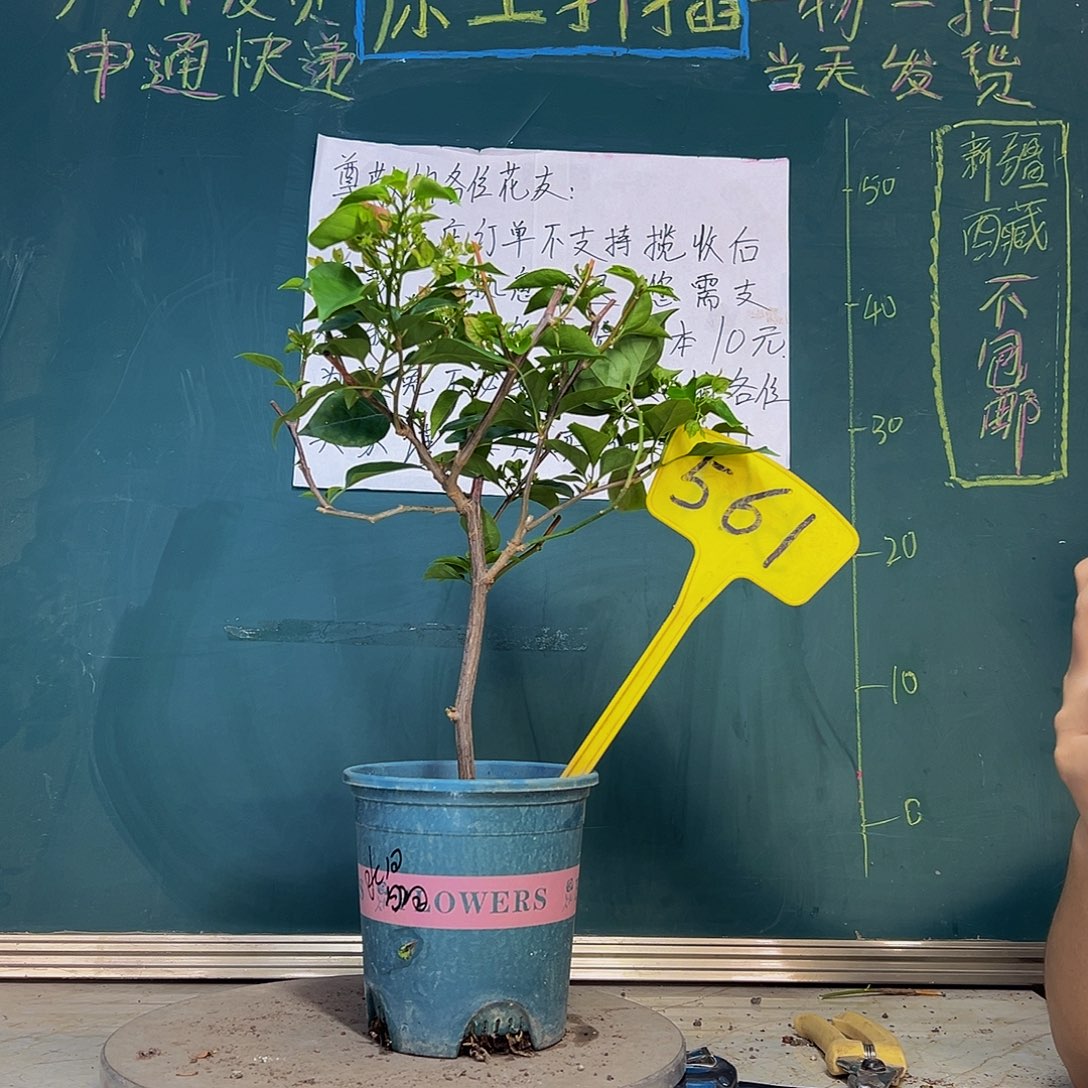 当前无花栽培后可以开花绿叶水晶561