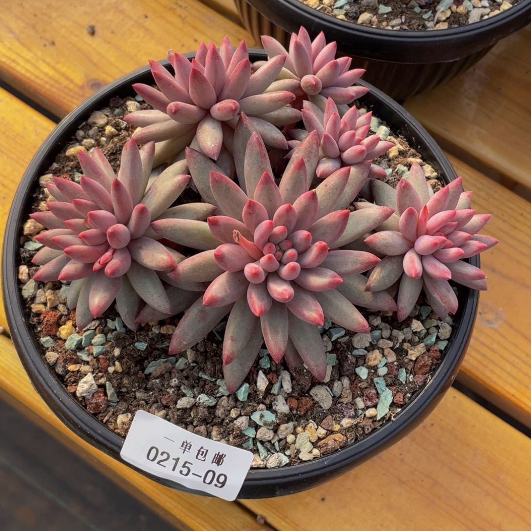 0215-09-虞美人。。。。。