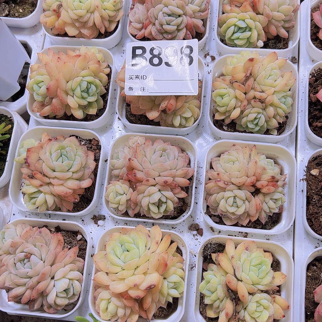 898群生19包邮多肉植物