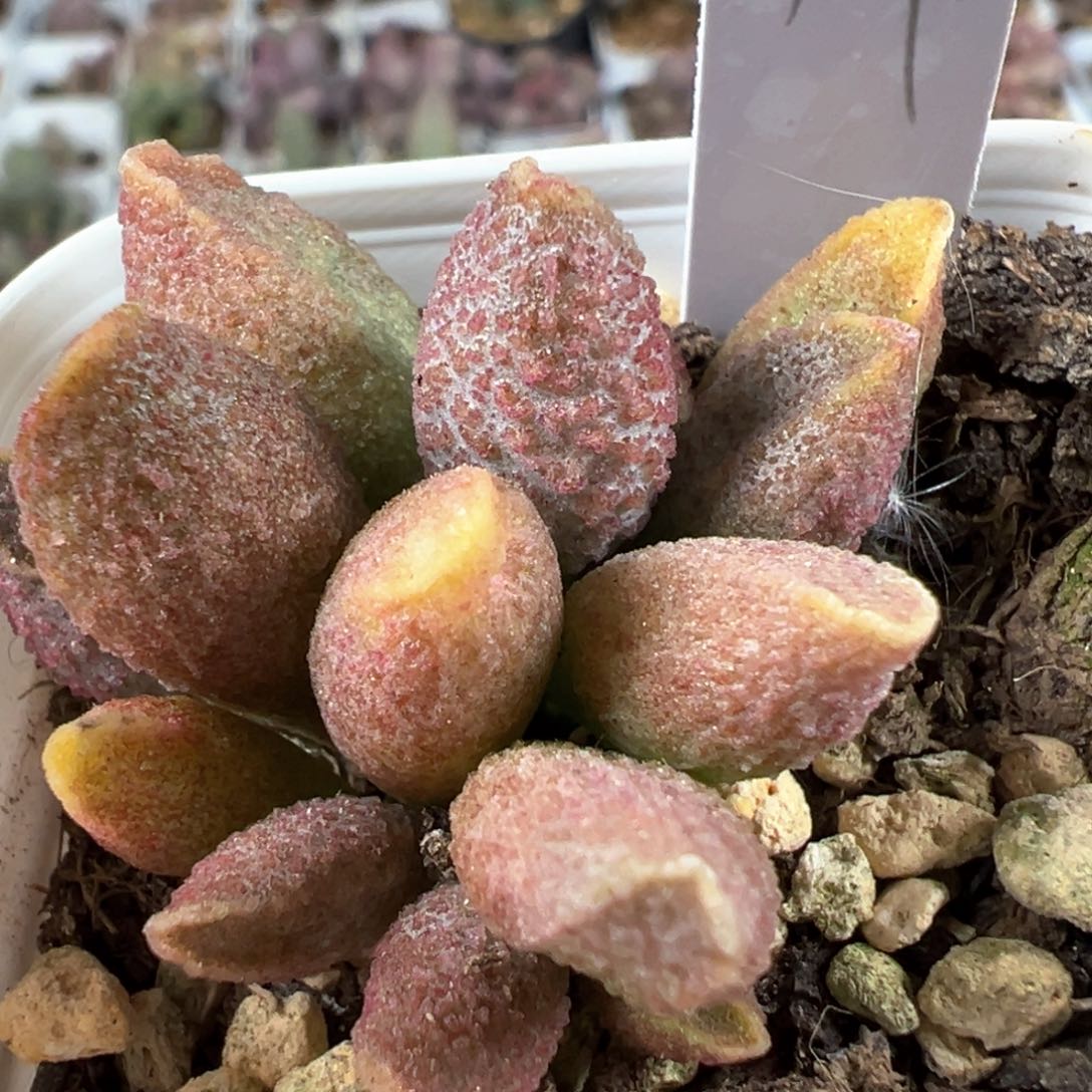实生低叶苗多肉植物水泡多肉植物