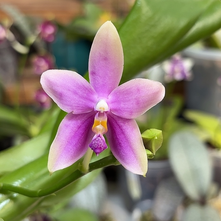 大部分开放少量花苞100元2颗