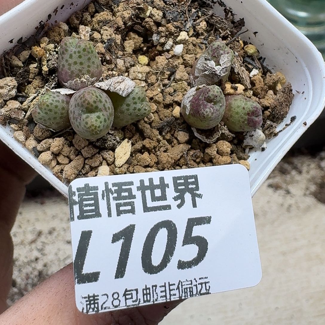 多肉植物的人生fgbb