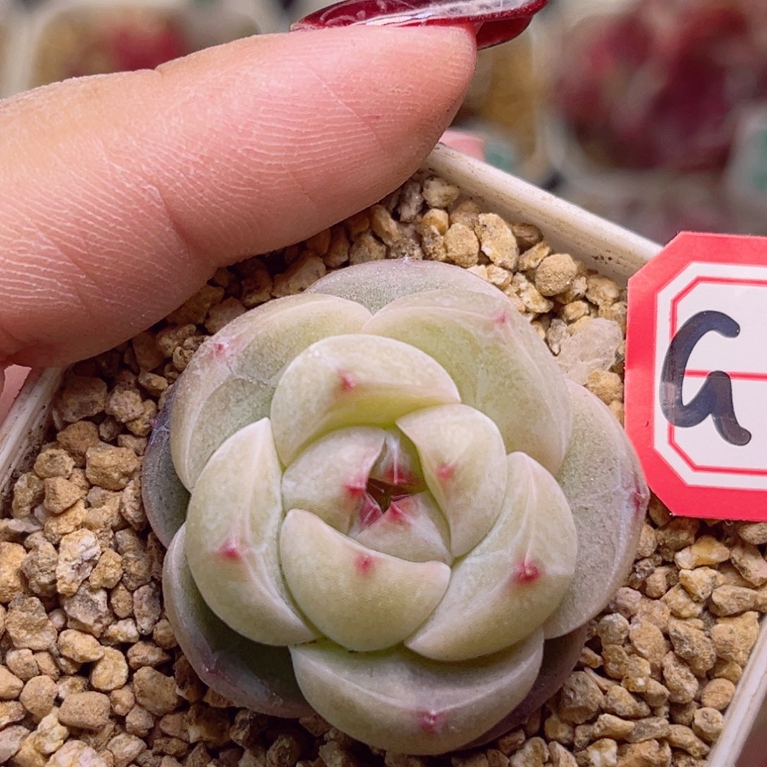 G754一物一拍 木槿