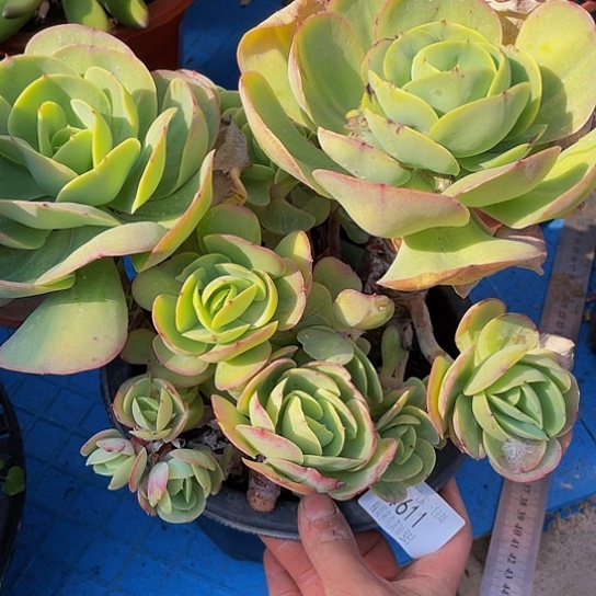 天**意碧桃1611多肉