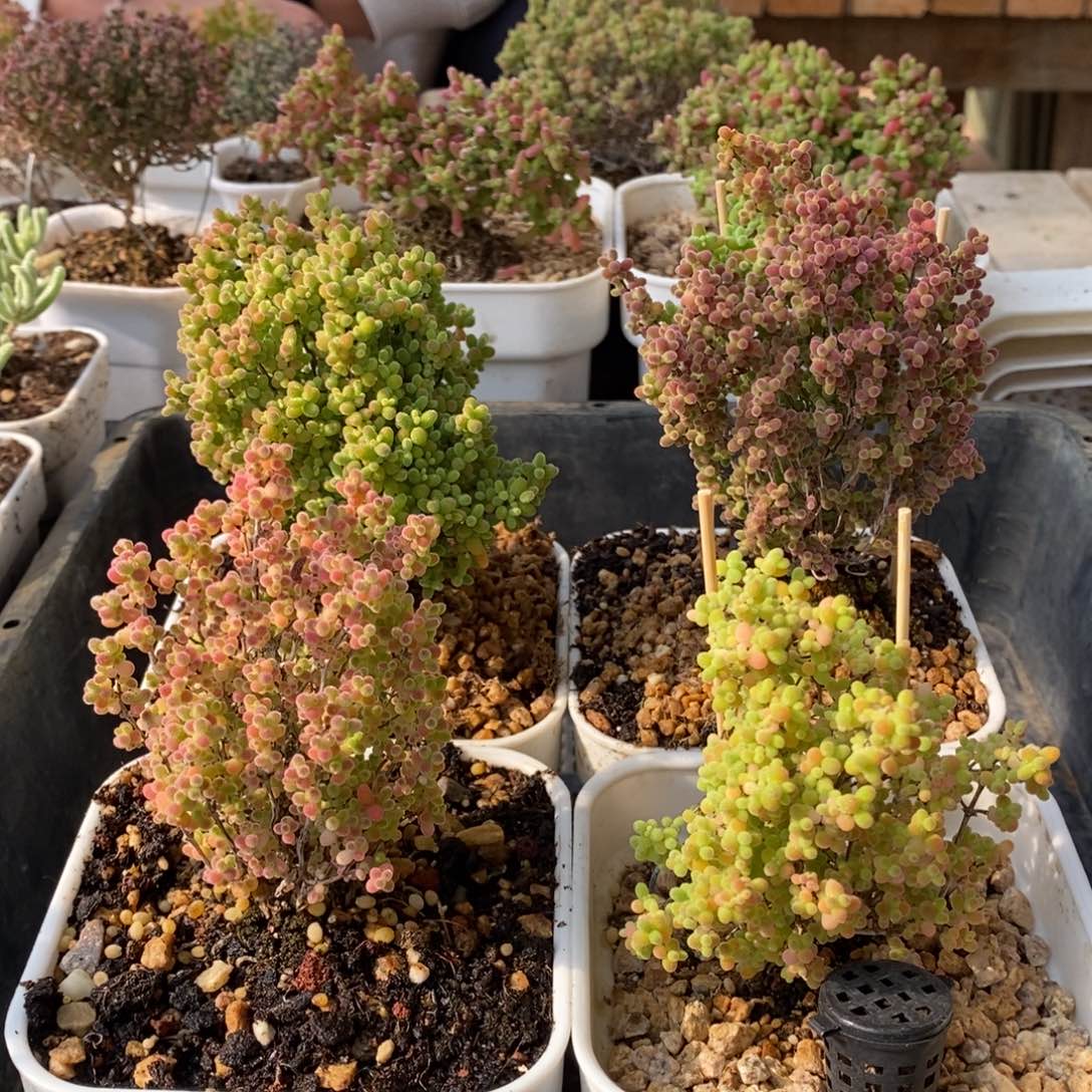 枝干番杏多肉植物922