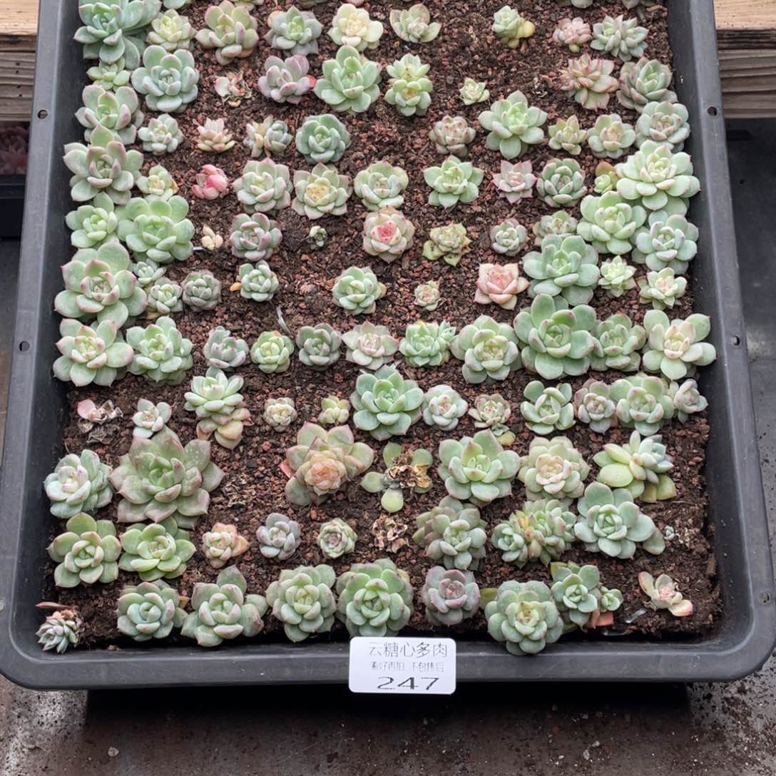 云糖心多肉植物247