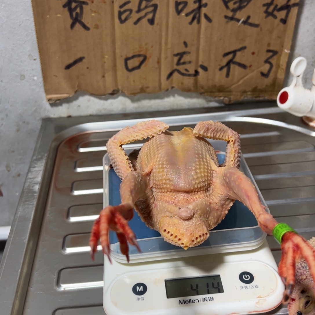 五年老鸽子赛鸽足环号码0210