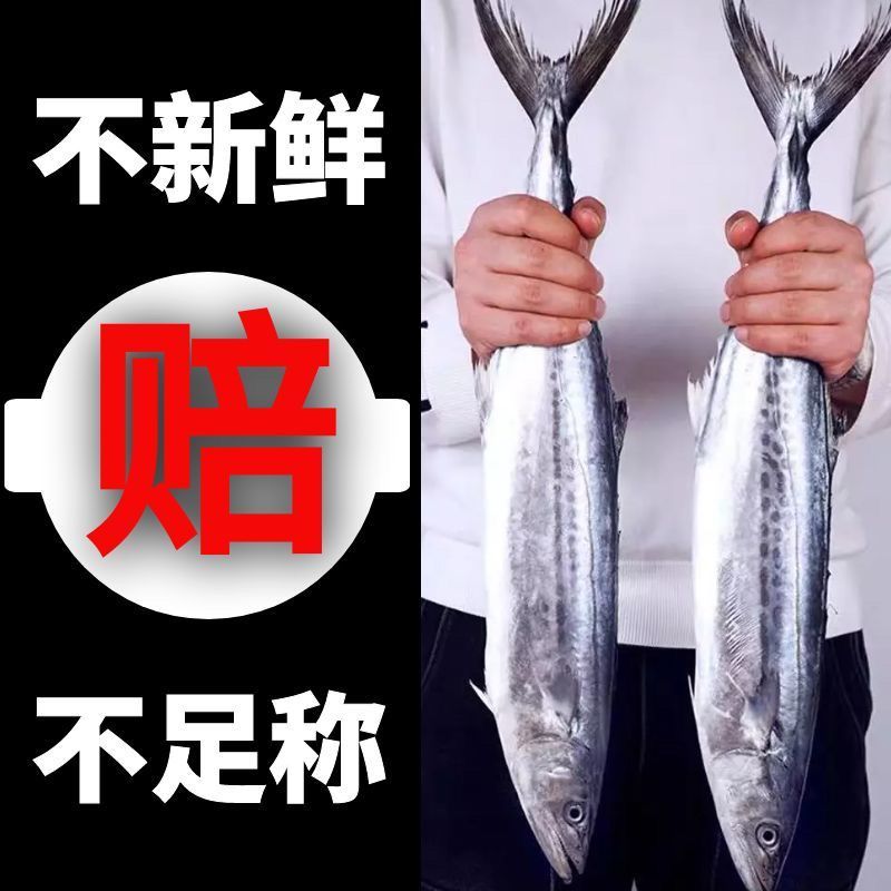新鲜鲅鱼 顺丰包邮山东日照码头发货