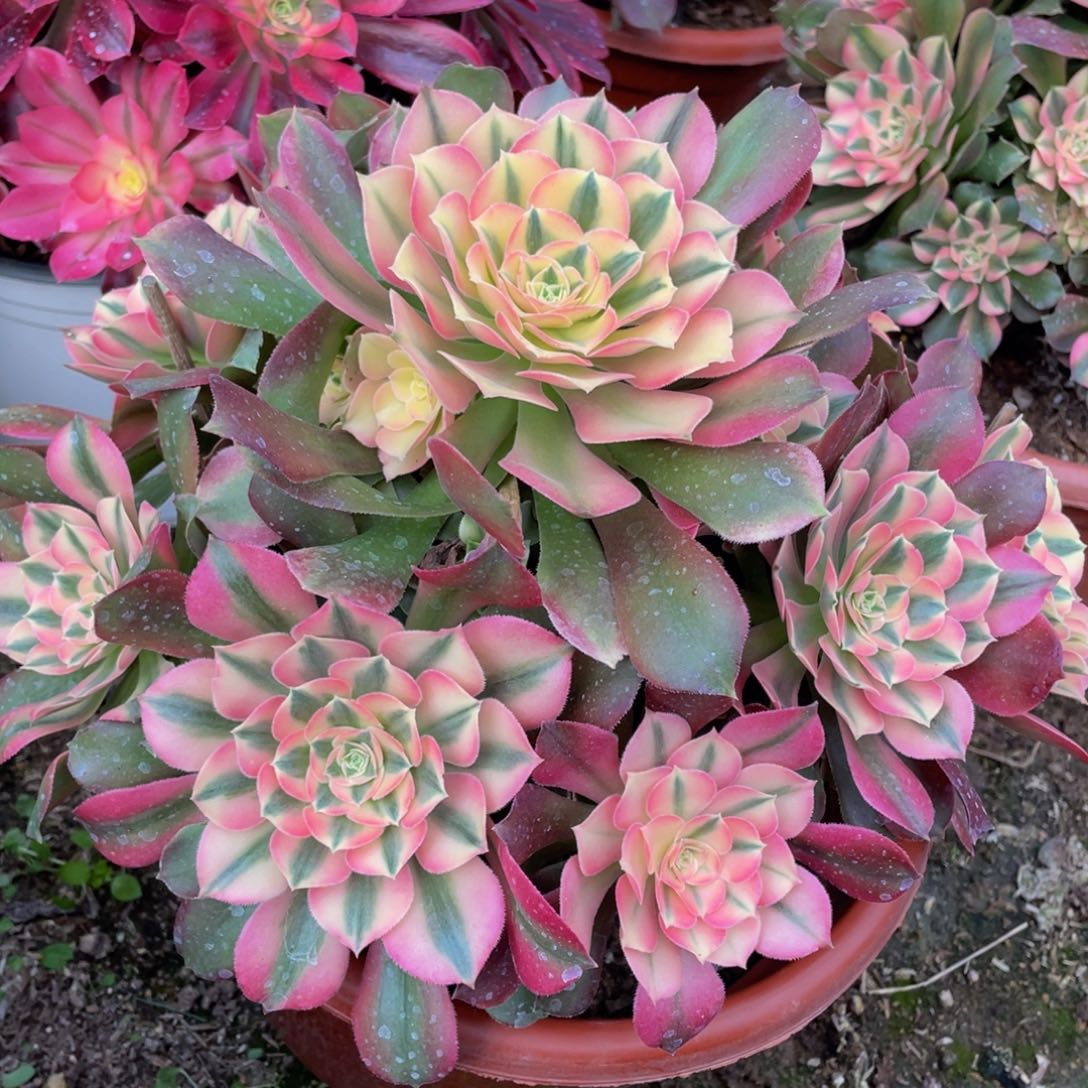 455香妃精品法师多肉