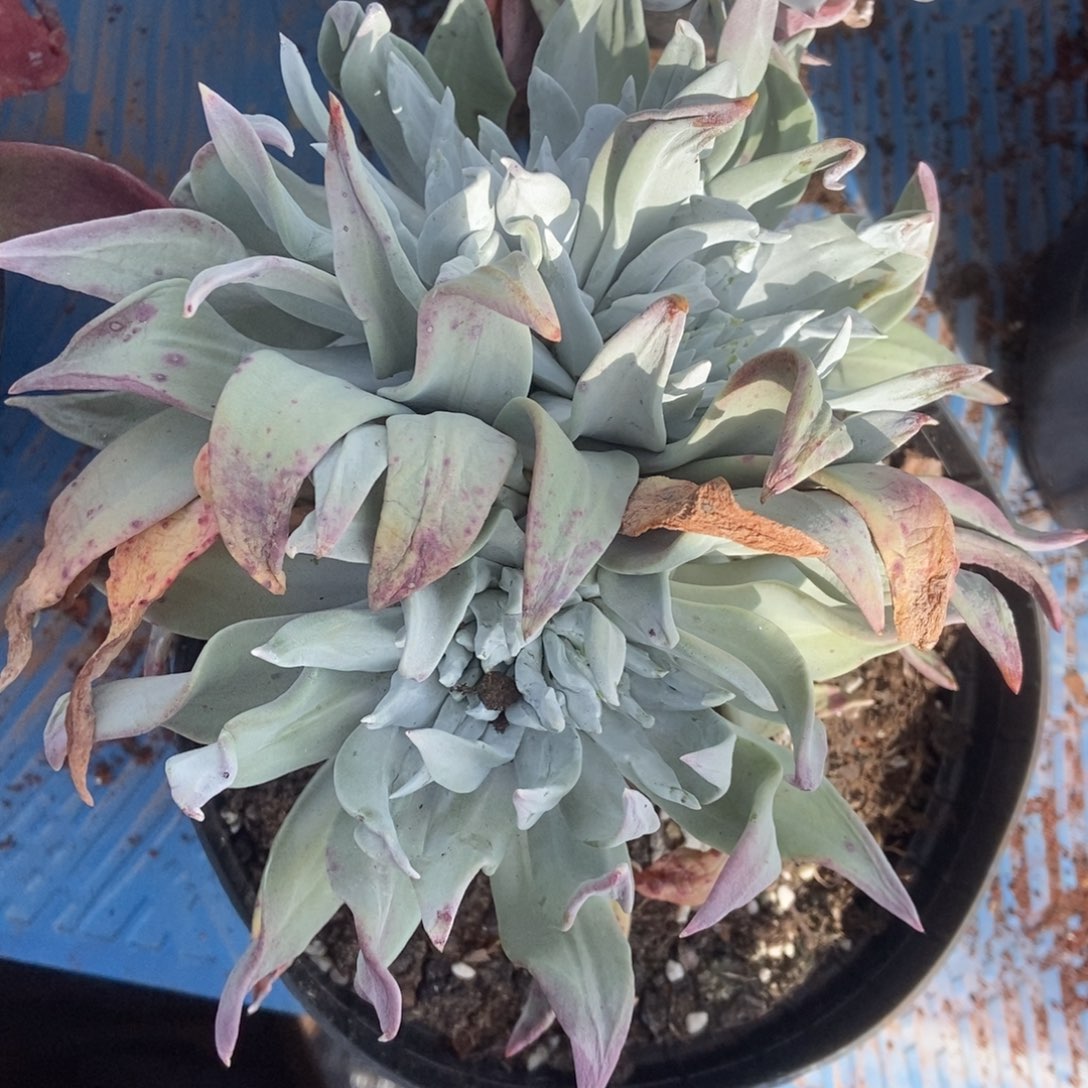 兜***）杂交啦啦啦啦啦啦啦