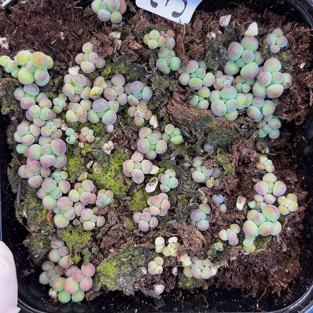 多肉植物多肉植物356