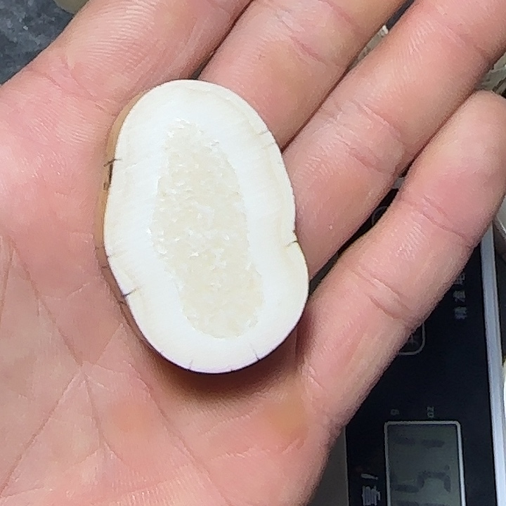 木质类海胖原切饼子一块