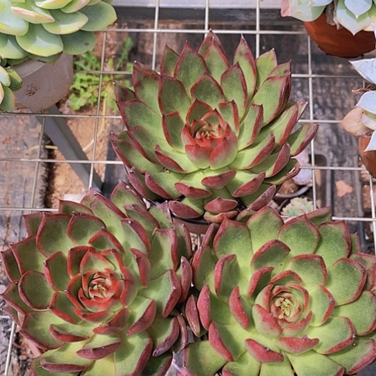 野马冬云大单头莲花座3盆