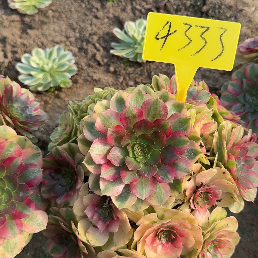 4333--雨荷多头多肉