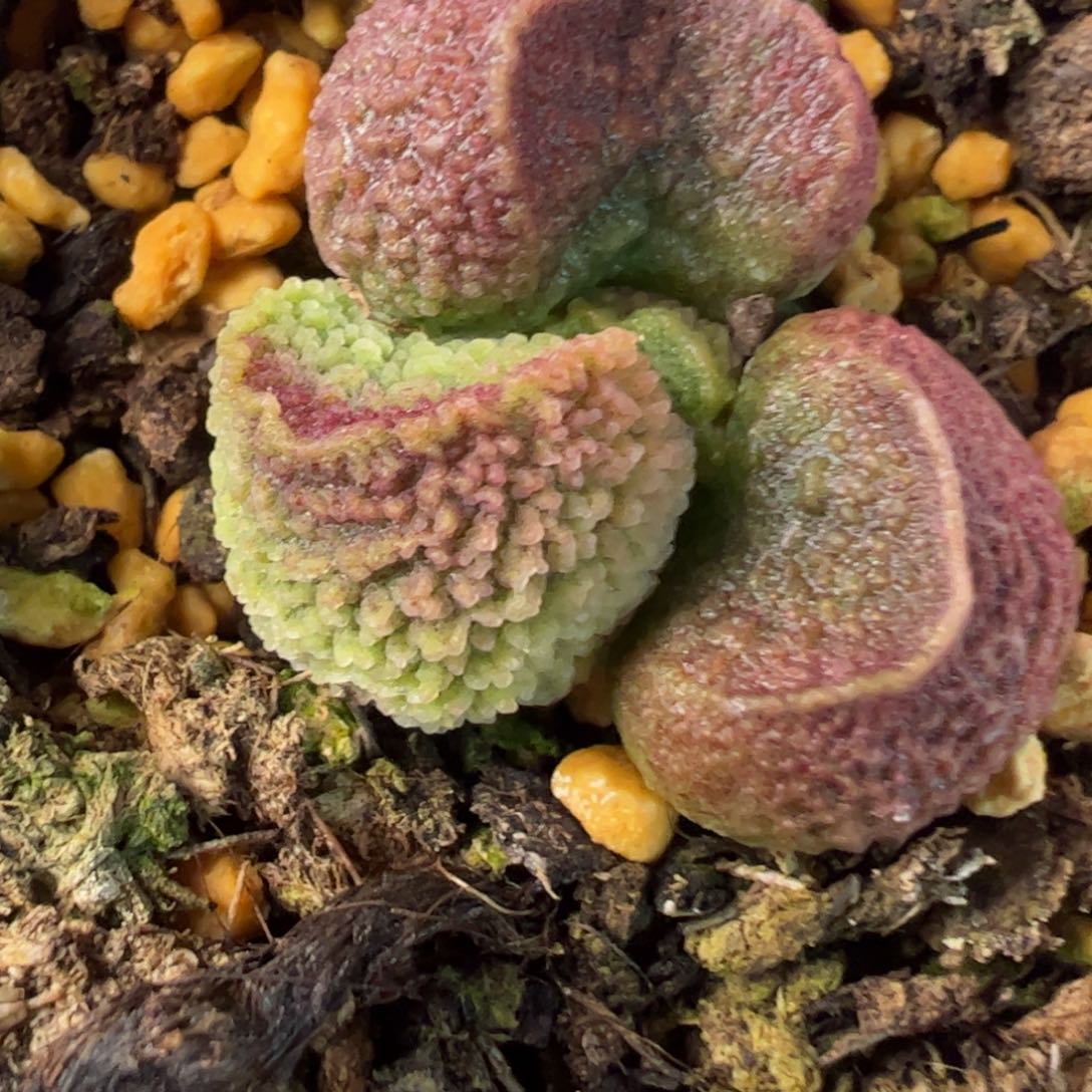 实生新品多肉植物水泡