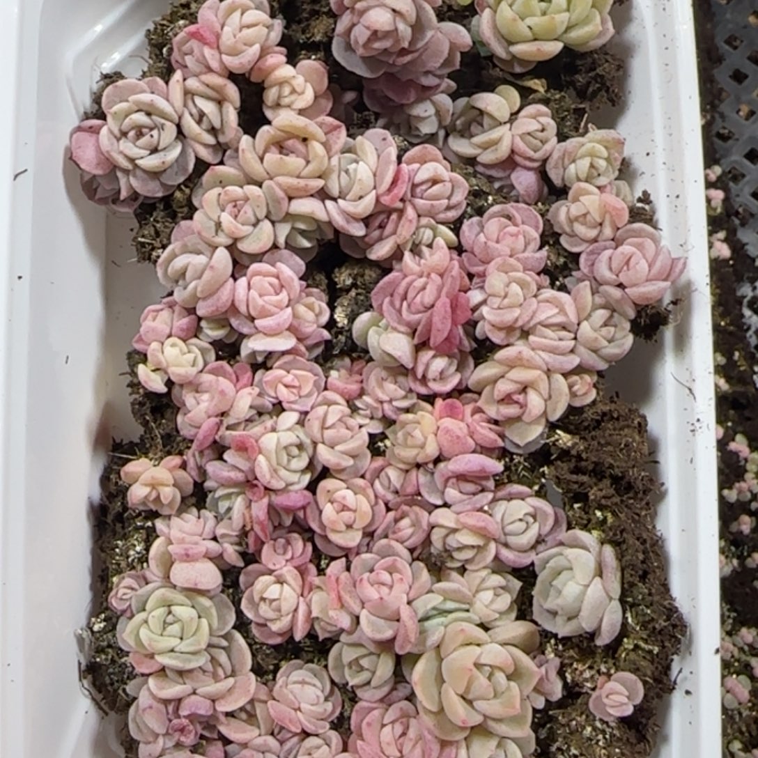 337 号王者系列多肉一盒