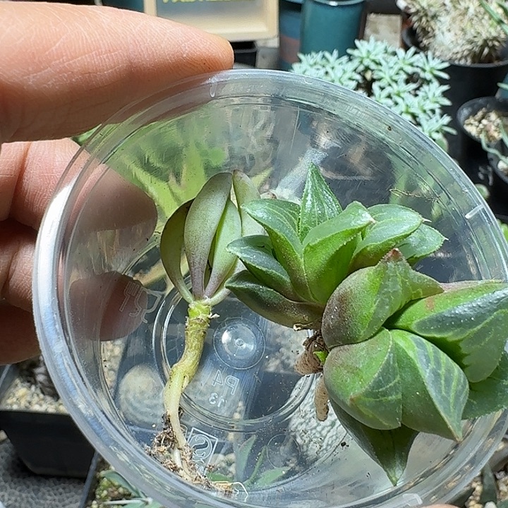 234两个一份脱土发货