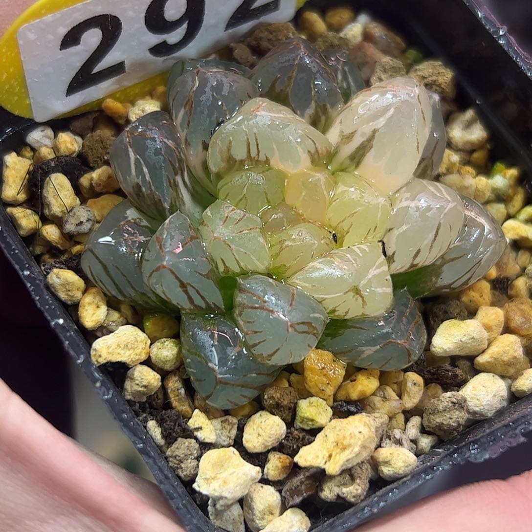 Om锦十二卷多肉植物