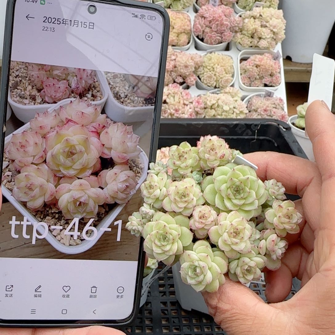 【闪购商品】0204-77（ttp-46-1）