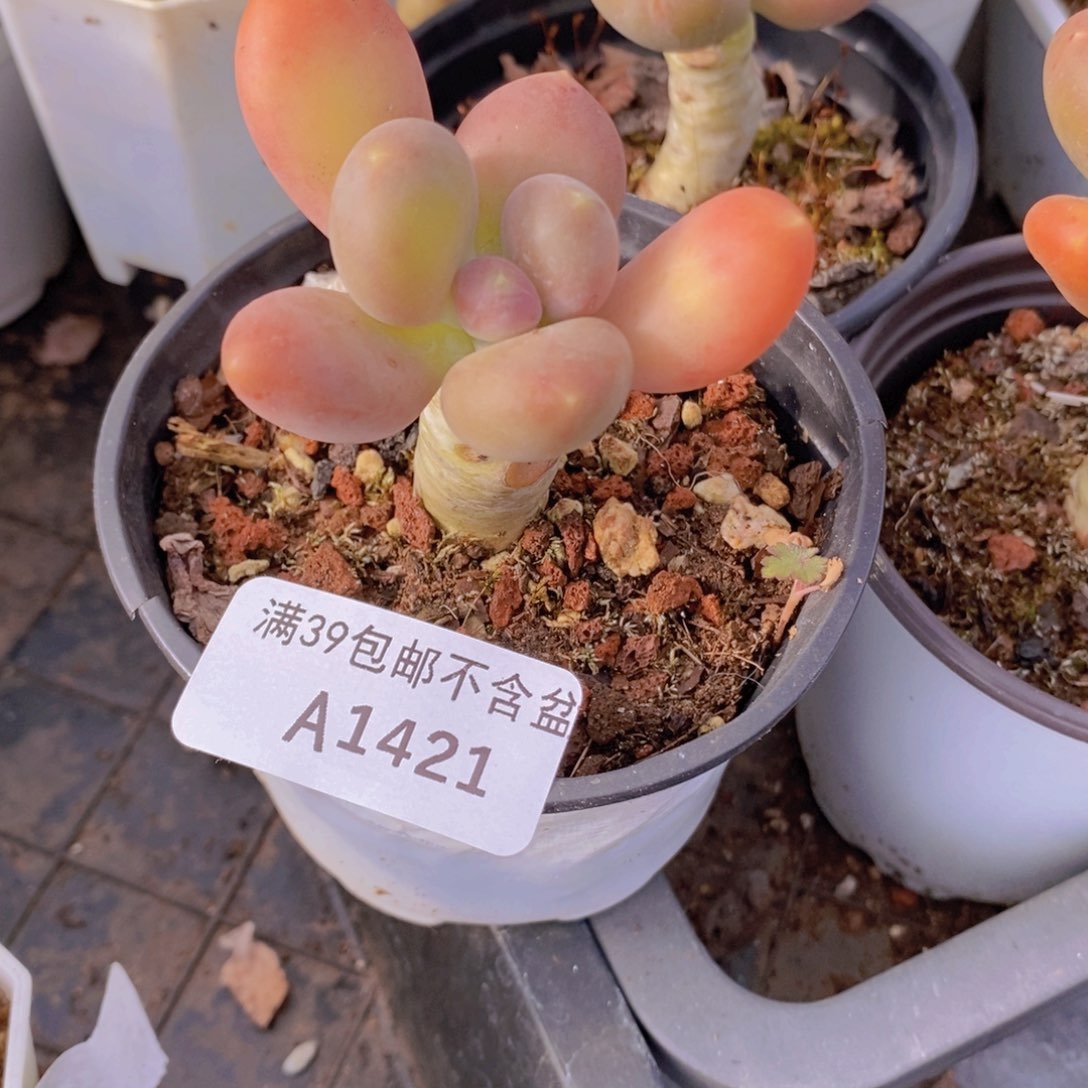 单头芒果奶1421多肉植物