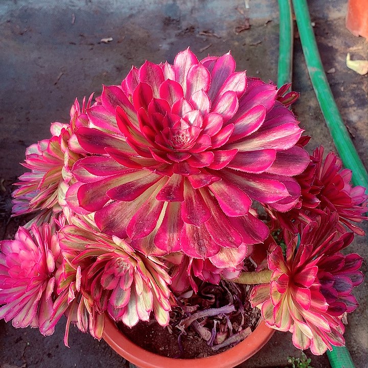 白月光，多肉植物