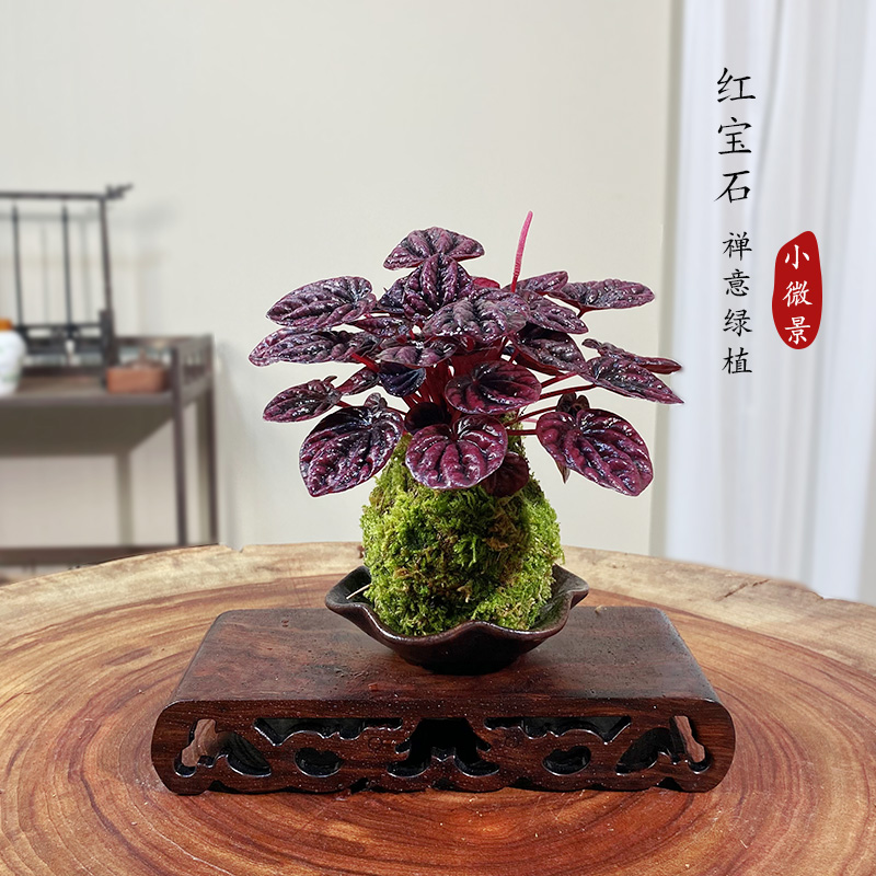 【宏展】红宝石苔藓球室内耐阴好养