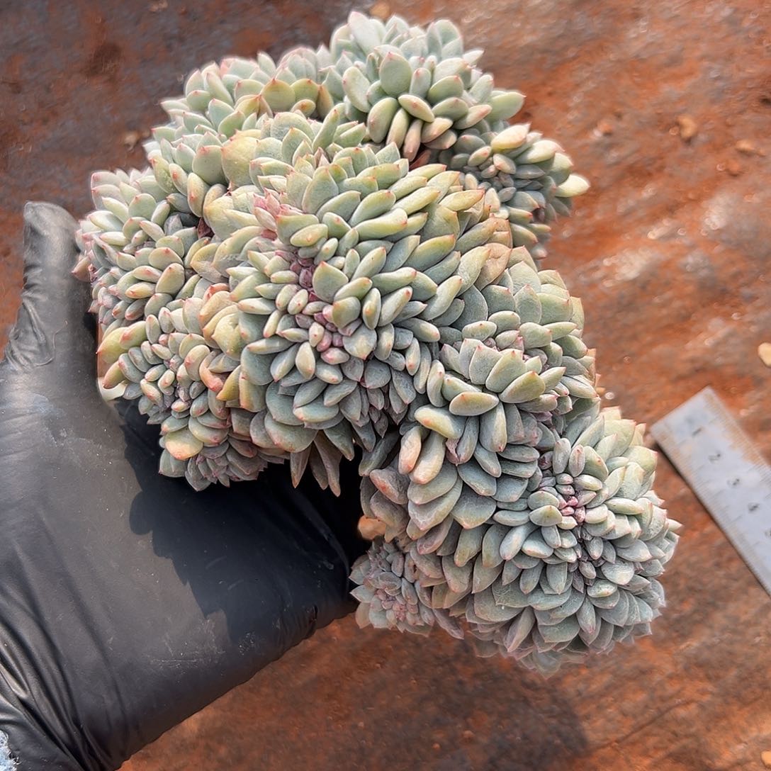 石榴籽星影00000000000