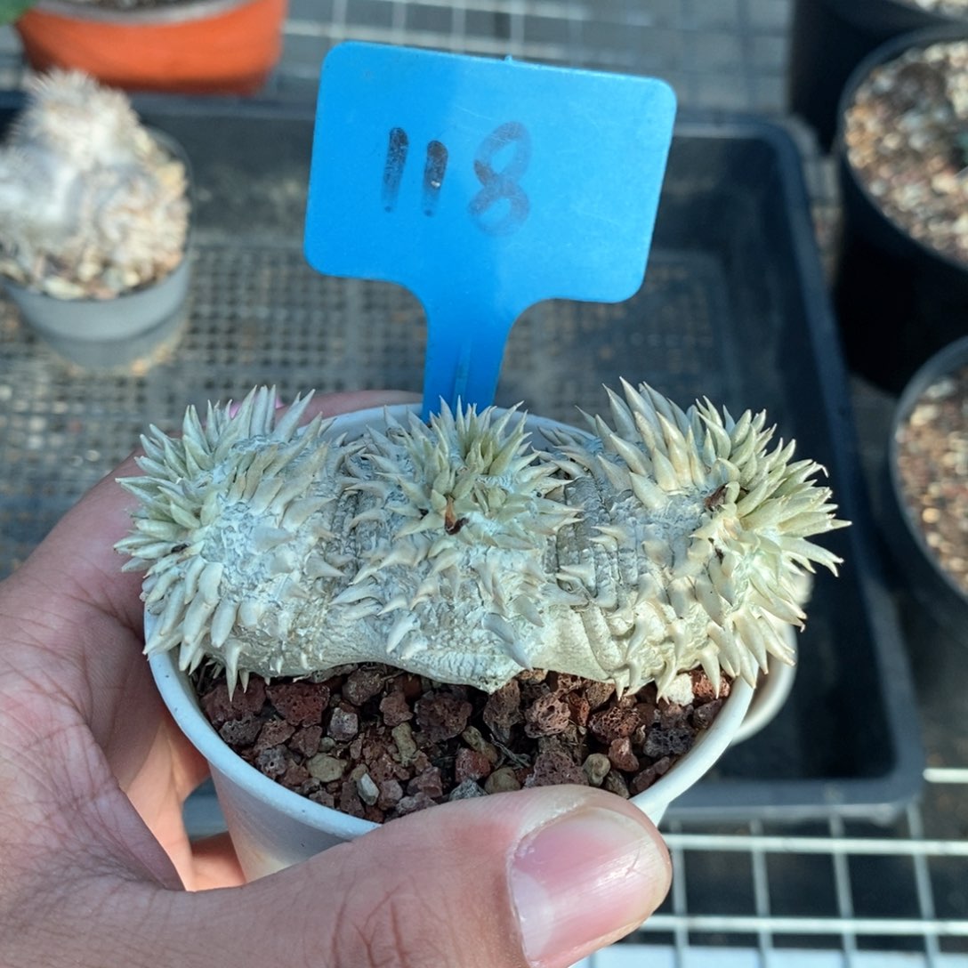 惠比须笑多肉植物